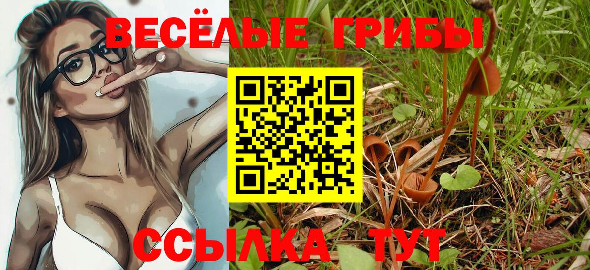 Кувандык  Псилоцибиновые грибы Psilocybe  Вход с VPN 
